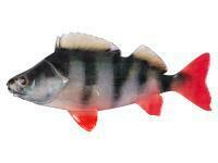 Przynęty miękkie Fox Rage Ultra Natural Fillets 8cm - Perch