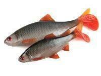 FOX Rage Ultra Realistic Natural Roach