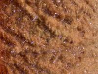 Semperfli EggStatic Egg Fritz 8mm - Brown Trout Roe