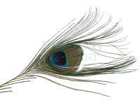 FMFly Peacock Eyes - Natural Yellow Color