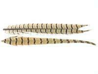 Pheasant Tail - Natural X