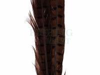 Ringneck Tail Feathers - 037 Chocolate Brown