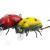 Microbait Hard lures Ladybird