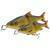 Savage Gear 3D Line Thru Glide Roach