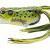 LiveTarget Przynęty Hollow Body Frog Popper