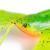 FOX Rage Mega Craw