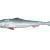 Qubi Lures Sardine Shad
