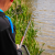 Preston Wędka Tyczka Dura Carp 800 8m Pole