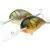 Dorado Woblery Alaska Fatty