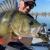 SPRO Ikiru Shad 70SL Lures