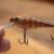 Salmo Woblery Rattlin’ Executor SDR