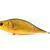 Dorado Woblery Tempter 18 Big Mama